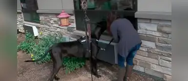 Gigantesco perro alegra el día de varios ancianos en una residencia en cuarentena Gigantesco perro alegra el día de varios ancianos en una residencia en cuarentena