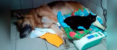 Gato que no puede caminar se convierte en una ‘enfermera’ de una clínica veterinaria Gato que no puede caminar se convierte en una ‘enfermera’ de una clínica veterinaria