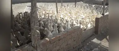 Criador de patos en Huaral regala a sus aves porque no tiene cómo alimentarlos Criador de patos en Huaral regala a sus aves porque no tiene cómo alimentarlos