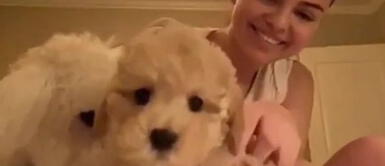 ¡Celebridades que decidieron adoptar perritos durante la cuarentena y así rodearse de amor! ¡Celebridades que decidieron adoptar perritos durante la cuarentena y así rodearse de amor!