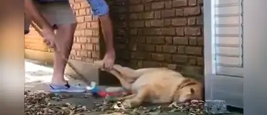 Labrador hace honor a su nombre ‘perezoso’ y evita contribuir con limpiar su hogar Labrador hace honor a su nombre ‘perezoso’ y evita contribuir con limpiar su hogar