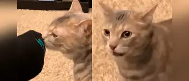 Gato curioso se acerca a los pies de su dueño para olfatearlos y tiene graciosa reacción Gato curioso se acerca a los pies de su dueño para olfatearlos y tiene graciosa reacción