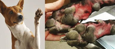 Coronavirus: ¿Por qué NO debemos usar lejía para limpiar las patas de las mascotas? Coronavirus: ¿Por qué NO debemos usar lejía para limpiar las patas de las mascotas?