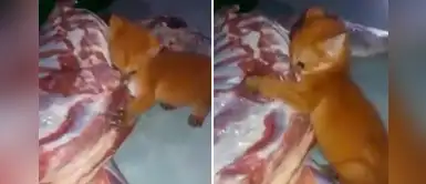 León criado en casa recrea escena de Animal Planet mientras come un pedazo de carne León criado en casa recrea escena de Animal Planet mientras come un pedazo de carne