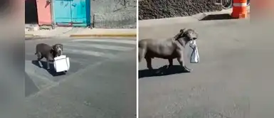 Pitbull realiza las compras del hogar mientras sus dueños cumplen con la cuarentena Pitbull realiza las compras del hogar mientras sus dueños cumplen con la cuarentena