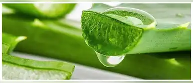 En tiempos difíciles, la sábila podría darte un poco de suerte En tiempos difíciles, la sábila podría darte un poco de suerte