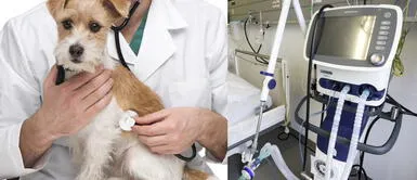 Veterinarios donan ventiladores de animales a hospitales para combatir el coronavirus Veterinarios donan ventiladores de animales a hospitales para combatir el coronavirus