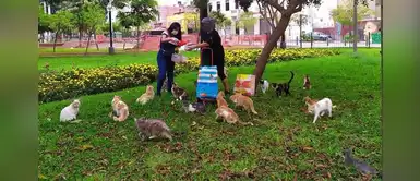 Voluntarios continúan alimentado a los gatos del parque Kennedy durante la cuarentena Voluntarios continúan alimentado a los gatos del parque Kennedy durante la cuarentena