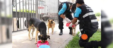 Magdalena: Serenos reparten agua y alimento a animales sin hogar todos los días Magdalena: Serenos reparten agua y alimento a animales sin hogar todos los días