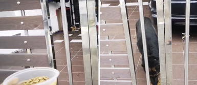 Hombre alimenta al perro de su vecino que no puede volver a casa por la cuarentena Hombre alimenta al perro de su vecino que no puede volver a casa por la cuarentena