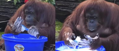 Orangután sigue los pasos para prevenir el Covid-19 lavándose las manos como sus cuidadores Orangután sigue los pasos para prevenir el Covid-19 lavándose las manos como sus cuidadores