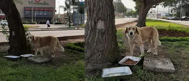 Surco: Policías y militares cuidan a perro perdido en la avenida Primavera Surco: Policías y militares cuidan a perro perdido en la avenida Primavera