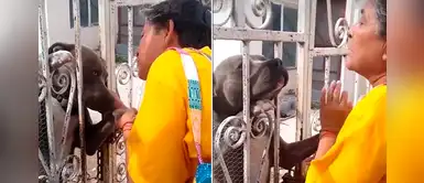 Pitbull abandonado es visitado por una señora de avanzada edad todos los días Pitbull abandonado es visitado por una señora de avanzada edad todos los días