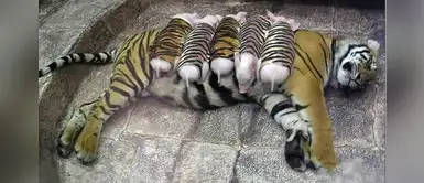 Tigre acoge una camada de cerditos tras perder a sus cachorros durante el embarazo Tigre acoge una camada de cerditos tras perder a sus cachorros durante el embarazo