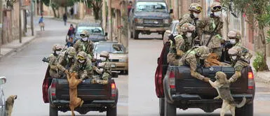 Bolivia: Perros sin hogar persiguen a militares en cuarentena y ellos los adoptan Bolivia: Perros sin hogar persiguen a militares en cuarentena y ellos los adoptan