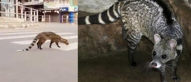 Reapareció el civeta de Malabar, un animal que se creía extinto desde 1987 Reapareció el civeta de Malabar, un animal que se creía extinto desde 1987