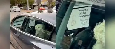 Conocida marca de autos sorprende con "modo perro" cuando animales se quedan solos Conocida marca de autos sorprende con "modo perro" cuando animales se quedan solos