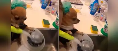 Chihuahua es captado lavando los platos de comida vestido con un adorable mandil Chihuahua es captado lavando los platos de comida vestido con un adorable mandil