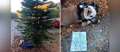 Pitbull es abandonado en su jardín con una desgarradora nota: “Te confío mi bebé. Lo siento” Pitbull es abandonado en su jardín con una desgarradora nota: “Te confío mi bebé. Lo siento”