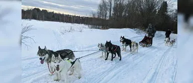 Perros dejan alimento a ancianos durante cuarentena en Estados Unidos Perros dejan alimento a ancianos durante cuarentena en Estados Unidos