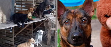 Lima: Rescatistas piden donaciones para apoyar a albergues de animales durante la cuarentena Lima: Rescatistas piden donaciones para apoyar a albergues de animales durante la cuarentena