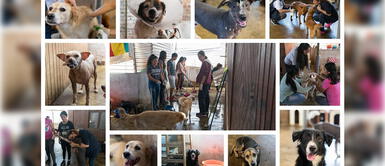 Rescatistas piden a la PCM un pase de tránsito para alimentar a animales de albergues Rescatistas piden a la PCM un pase de tránsito para alimentar a animales de albergues