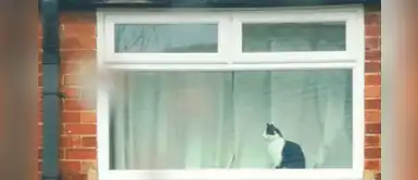 Conoce a Walter, el gato que se encarga de unir a su vecindario durante la cuarentena Conoce a Walter, el gato que se encarga de unir a su vecindario durante la cuarentena