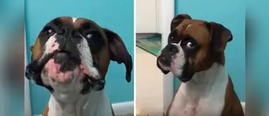 Adorable boxer era resondrado por su dueño hasta que hizo tiernos pucheros Adorable boxer era resondrado por su dueño hasta que hizo tiernos pucheros