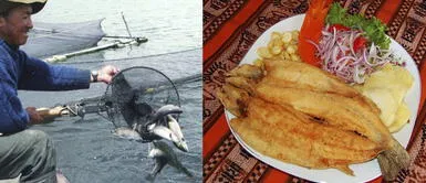 Trucha, el superalimento que ayuda a fortalecer el sistema inmune e infecciones Trucha, el superalimento que ayuda a fortalecer el sistema inmune e infecciones