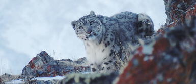 Leopardo de las nieves, especie en extinción, reapareció ante ausencia de humanos Leopardo de las nieves, especie en extinción, reapareció ante ausencia de humanos
