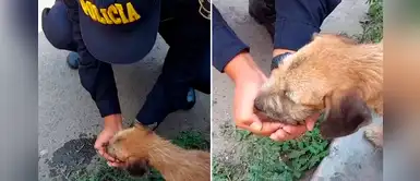 Policía es captado dándole agua a un cachorro abandonado durante la cuarentena Policía es captado dándole agua a un cachorro abandonado durante la cuarentena
