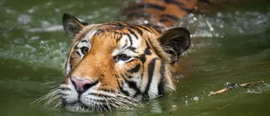 Coronavirus: Tigre da positivo a Covid-19 y habría sido contagiado por su cuidador Coronavirus: Tigre da positivo a Covid-19 y habría sido contagiado por su cuidador