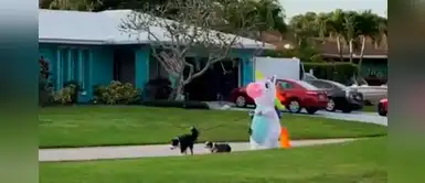 Mujer pasea a sus perros disfrazada de unicornio para evitar contagiarse de COVID-19 Mujer pasea a sus perros disfrazada de unicornio para evitar contagiarse de COVID-19