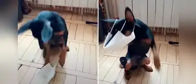 Chihuahua nos enseña a colocarnos adecuadamente la mascarilla para prevenir el COVID-19 Chihuahua nos enseña a colocarnos adecuadamente la mascarilla para prevenir el COVID-19