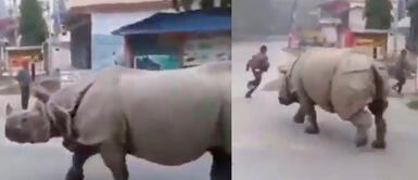 Rinoceronte persigue a hombre por desobedecer cuarentena por coronavirus Rinoceronte persigue a hombre por desobedecer cuarentena por coronavirus