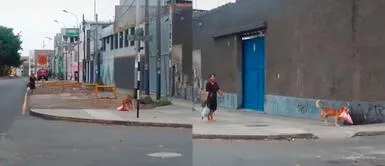 Perro colabora con su dueña al llevar las compras del mercado durante la cuarentena Perro colabora con su dueña al llevar las compras del mercado durante la cuarentena