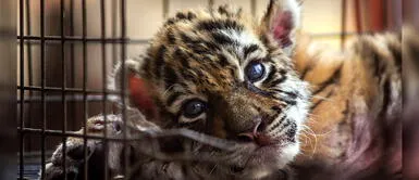 México: Bautizan a tigre con el nombre de COVID para dar esperanza ante la pandemia México: Bautizan a tigre con el nombre de COVID para dar esperanza ante la pandemia