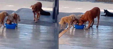 Perro encuentra un lavatorio con agua e invita a sus amigos sedientos en la cuarentena Perro encuentra un lavatorio con agua e invita a sus amigos sedientos en la cuarentena