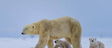 Mamá oso muestra a sus crías el mundo exterior por primera vez y se vuelve viral Mamá oso muestra a sus crías el mundo exterior por primera vez y se vuelve viral