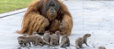 Hermoso Orangután y su importante labor de adiestrar a grupo de nutrias Hermoso Orangután y su importante labor de adiestrar a grupo de nutrias