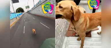Marino rescató a perro abandonado mientras realizaba patrullaje por zonas del Callao Marino rescató a perro abandonado mientras realizaba patrullaje por zonas del Callao