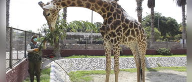 Coronavirus: Cuidadores del Parque de las Leyendas, los otros héroes en medio la pandemia Coronavirus: Cuidadores del Parque de las Leyendas, los otros héroes en medio la pandemia