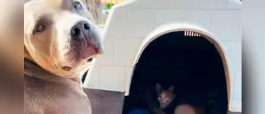 Pitbull encontró una gata embarazada, cedió su casa y ahora es tío de 6 bebés Pitbull encontró una gata embarazada, cedió su casa y ahora es tío de 6 bebés