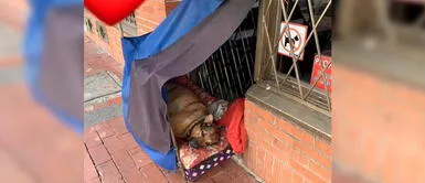 Colombia: Crean casita a perro sin hogar durante cuarentena por COVID-19 Colombia: Crean casita a perro sin hogar durante cuarentena por COVID-19