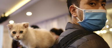 ¿Los gatos pueden tener coronavirus y enfermarse? Así explican los veterinarios ¿Los gatos pueden tener coronavirus y enfermarse? Así explican los veterinarios