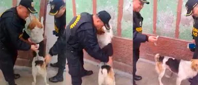 Callao: Agentes de la PNP detienen a perro con 'ketes de droga' durante cuarentena Callao: Agentes de la PNP detienen a perro con 'ketes de droga' durante cuarentena