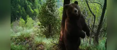 Hallan muerto un oso Cachou, polémico animal conocido por su voracidad depredadora Hallan muerto un oso Cachou, polémico animal conocido por su voracidad depredadora