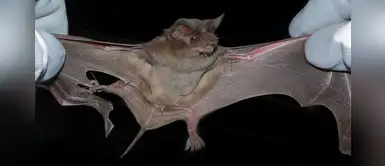 Los beneficios que brindan los murciélagos en el equilibrio ecológico del planeta Los beneficios que brindan los murciélagos en el equilibrio ecológico del planeta