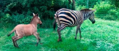 Zonkey, el curioso bebé de una cebra y un burro en Kenia Zonkey, el curioso bebé de una cebra y un burro en Kenia