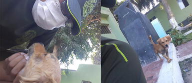 Militares adoptan a perro sin hogar que los seguía en las calles durante la cuarentena Militares adoptan a perro sin hogar que los seguía en las calles durante la cuarentena